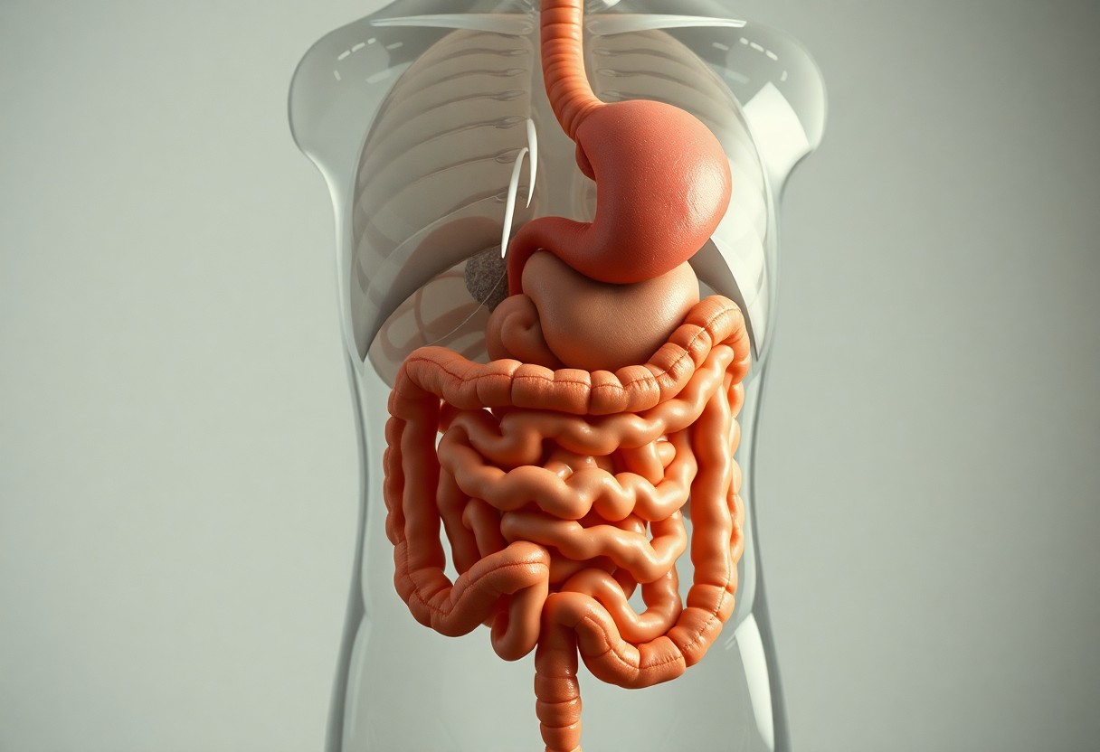 Understanding the Human Digestive System - Key Functions Explained