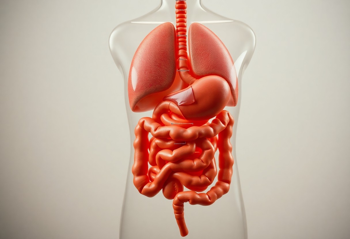 Understanding the Human Digestive System - Key Functions Explained