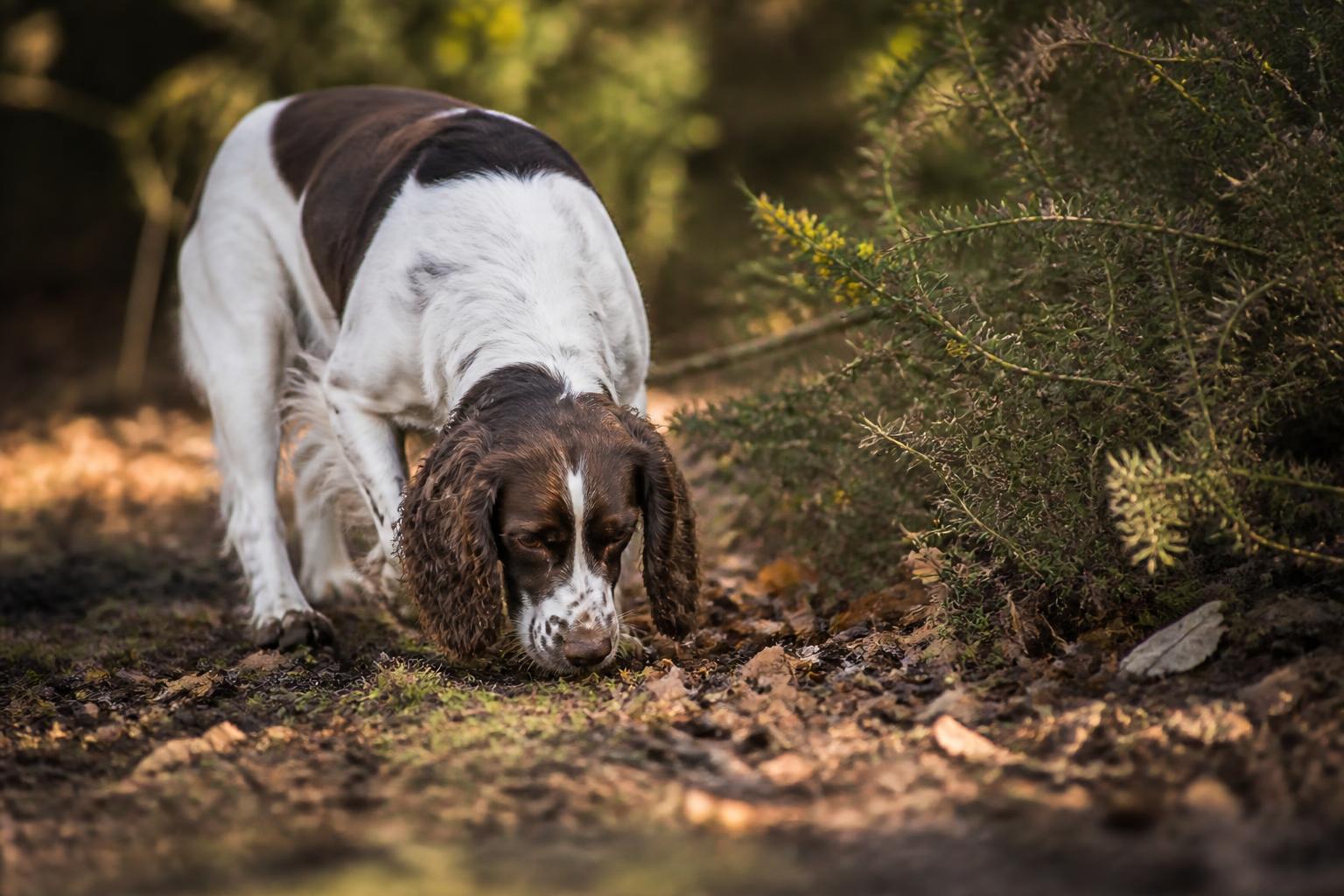 The Ultimate Guide to Spaniel Enrichment: 7 Ways to Tame High Energy & Anxiety