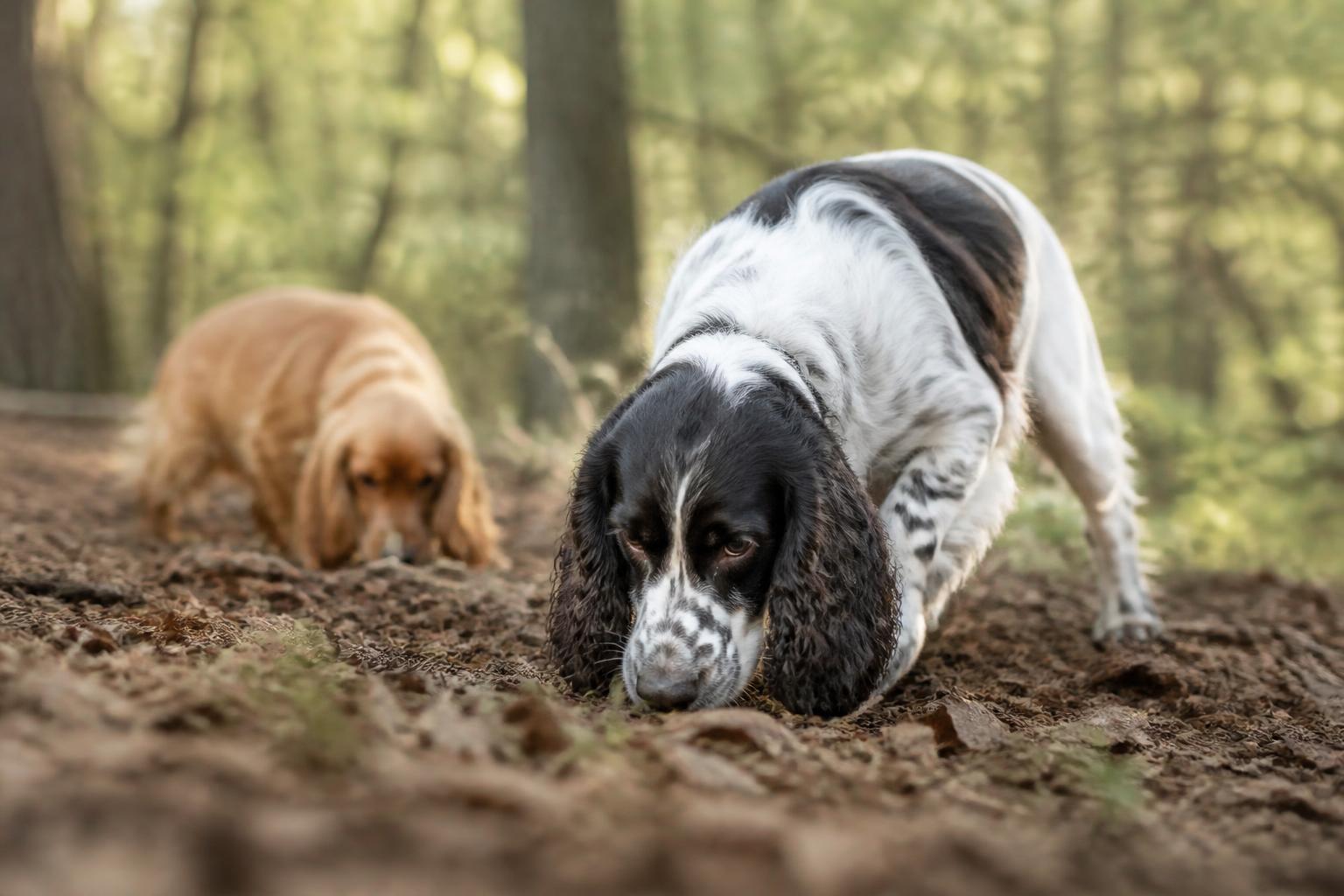 The Ultimate Guide to Spaniel Enrichment: 7 Ways to Tame High Energy & Anxiety